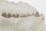 Fossil Oreodont (Merycoidodon) Left Mandible - Wyoming #197398-1